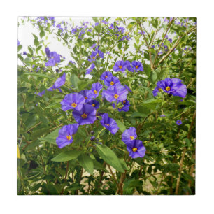 Sisyrinchium Angustifolium Ceramic Tile