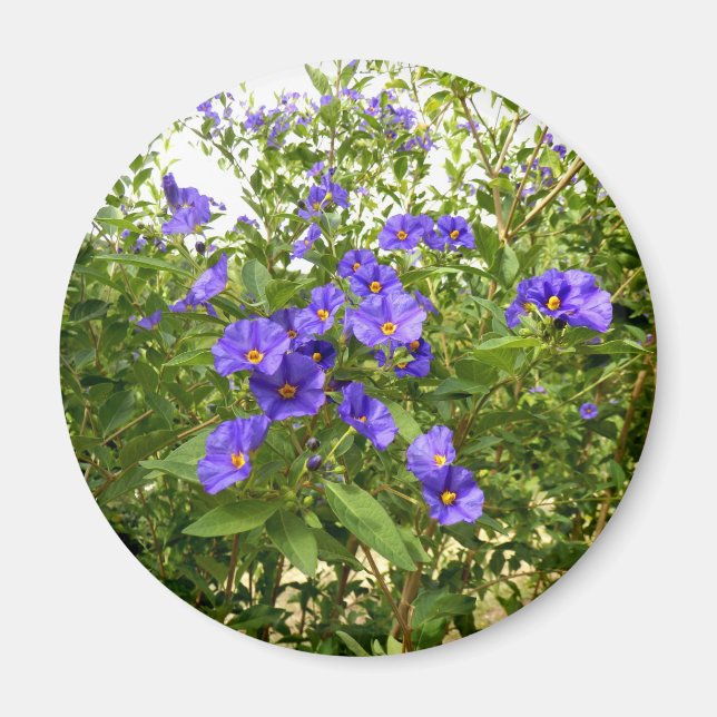 Sisyrinchium Angustifolium Magnet (Front)