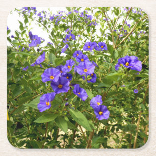 Sisyrinchium Angustifolium Paper Coaster