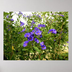 Sisyrinchium Angustifolium Poster
