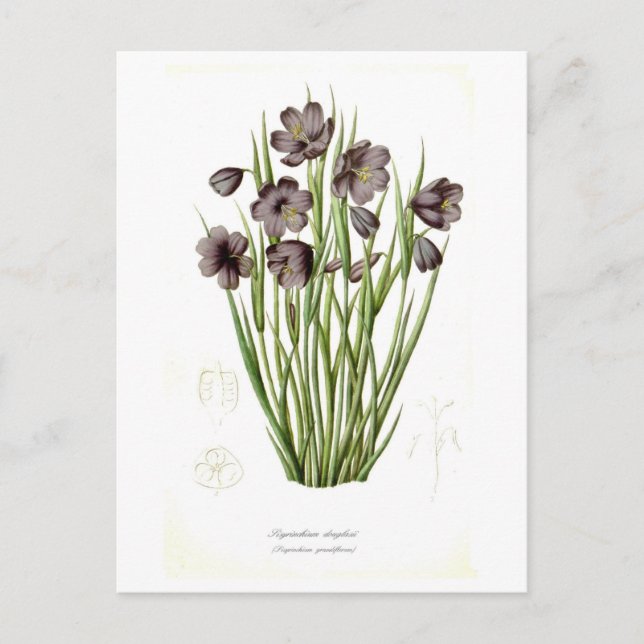 Sisyrinchium douglasii postcard (Front)