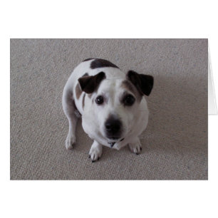 Sit Dog