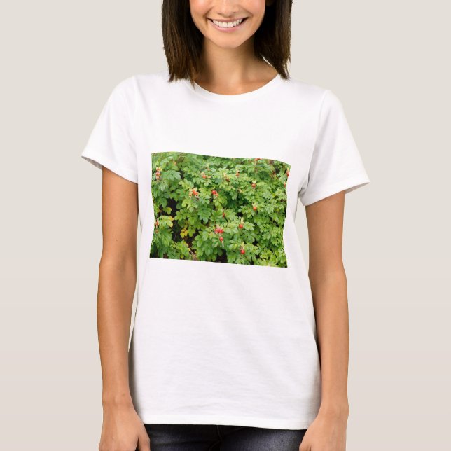 Sitka Rose Bush with Many Red Rose Hips Close-up T-Shirt (Front)