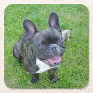 sitting 2 french bulldog square paper coaster