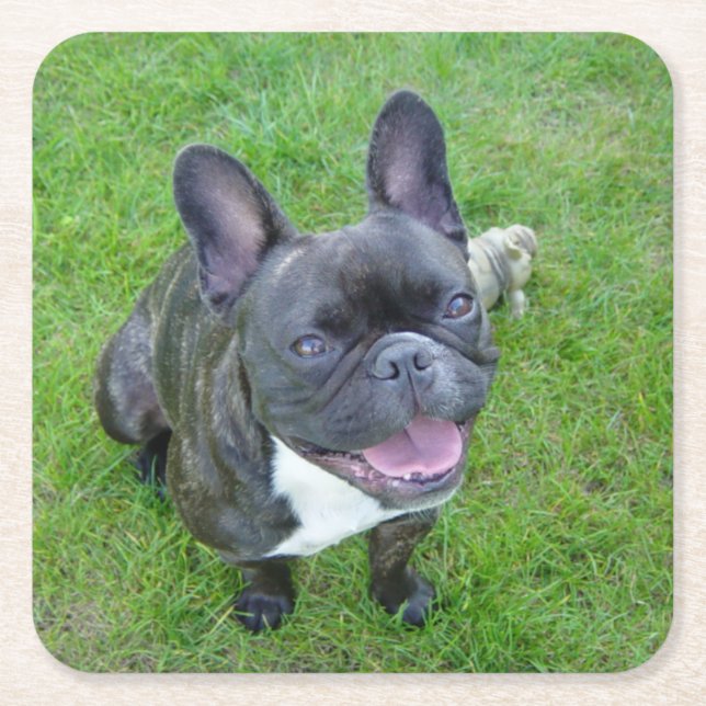 sitting 2 french bulldog square paper coaster (Front)