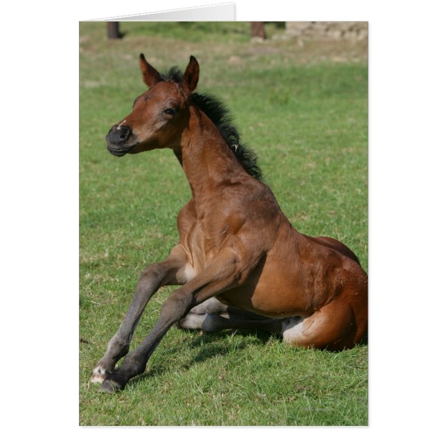 Sitting Arab Foal (Front)