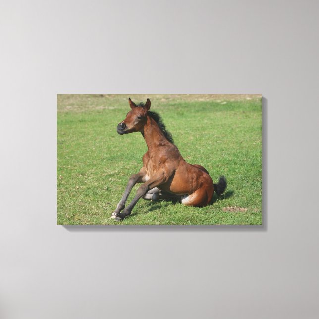 Sitting Arab Foal Canvas Print (Front)