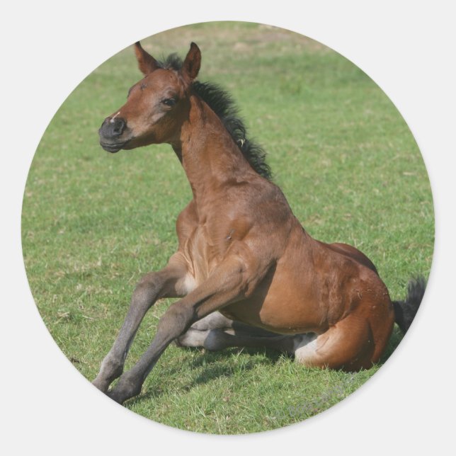 Sitting Arab Foal Classic Round Sticker (Front)