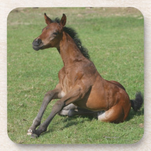 Sitting Arab Foal Coaster