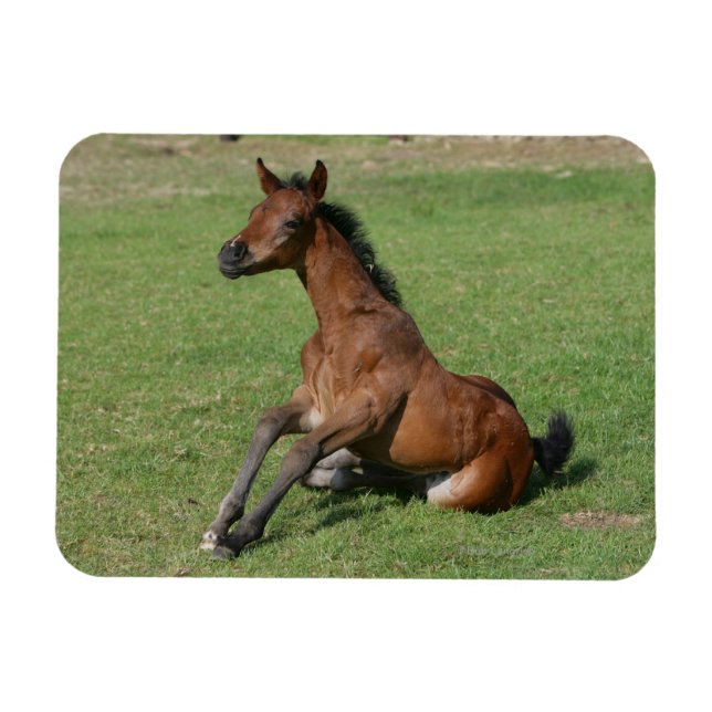 Sitting Arab Foal Magnet (Horizontal)