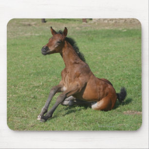 Sitting Arab Foal Mouse Mat