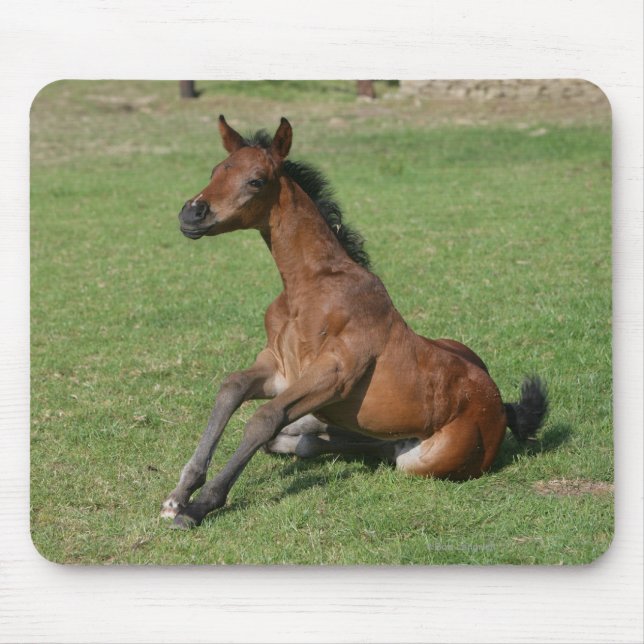 Sitting Arab Foal Mouse Mat (Front)