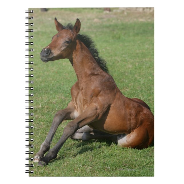 Sitting Arab Foal Notebook (Front)