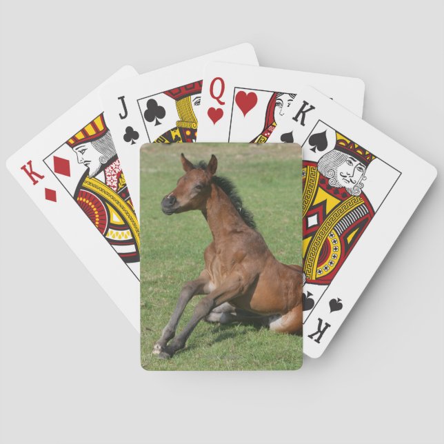 Sitting Arab Foal Playing Cards (Back)
