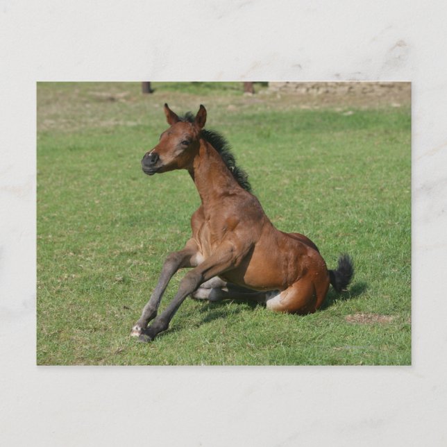 Sitting Arab Foal Postcard (Front)