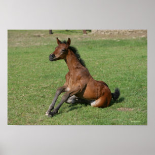 Sitting Arab Foal Poster
