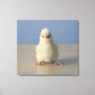 Sitting Baby Yellow Chicken, 3 days old Canvas Print