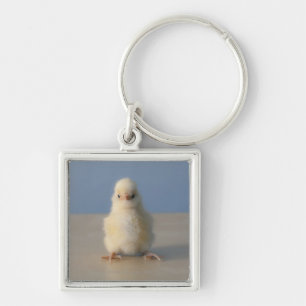 Sitting Baby Yellow Chicken, 3 days old Key Ring
