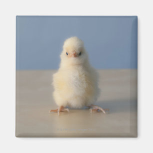 Sitting Baby Yellow Chicken, 3 days old Magnet