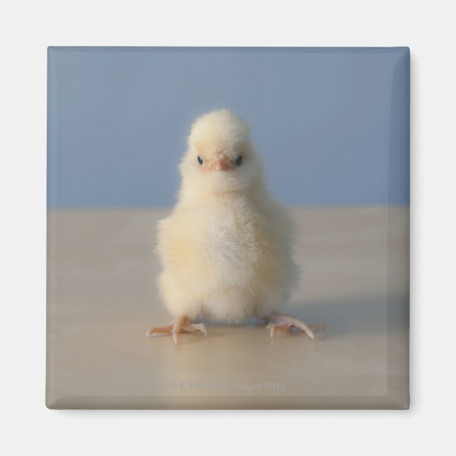 Sitting Baby Yellow Chicken, 3 days old Magnet (Front)