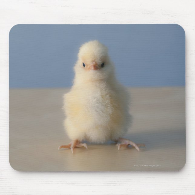 Sitting Baby Yellow Chicken, 3 days old Mouse Mat (Front)