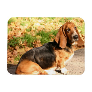Sitting Basset Hound Flexible Magnet