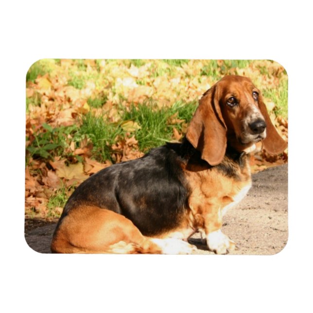 Sitting Basset Hound  Flexible Magnet (Horizontal)
