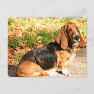 Sitting Basset Hound Postcard