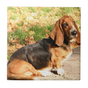 Sitting Basset Hound  Tile