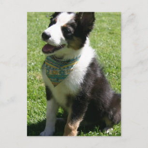 Sitting Border Collie Postcard