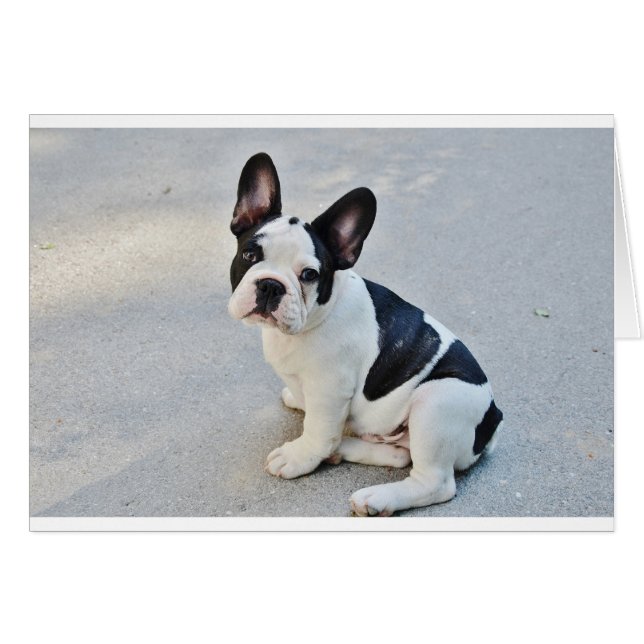sitting french bulldog (Front Horizontal)