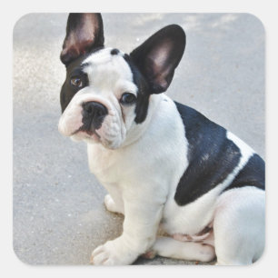 sitting french bulldog sticker