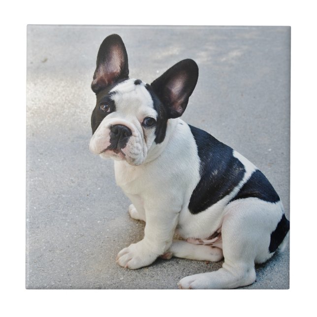 sitting french bulldog tile (Front)