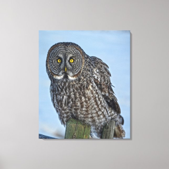 Sitting Great Grey Owl Wildlife Photo Portrait Canvas Print (Front)