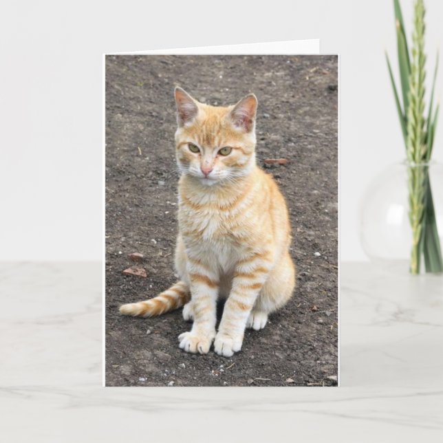 Sitting kitty greeting card (Front)