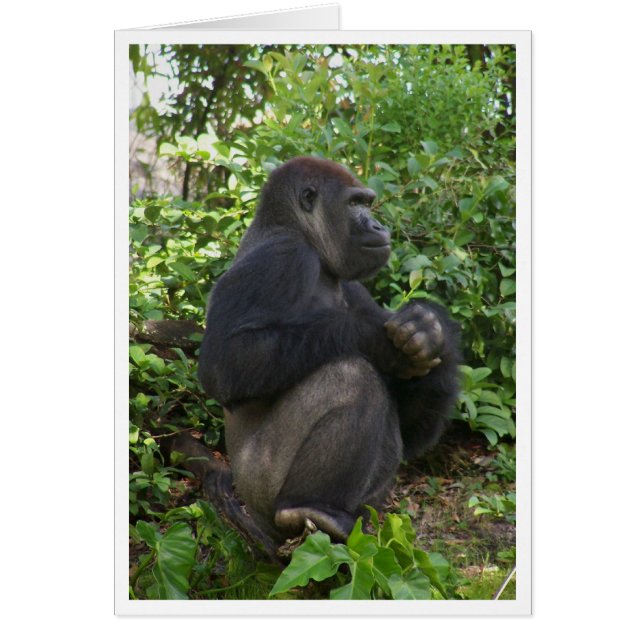 Sitting,maybe thinking,but probably,just sitting (Front)