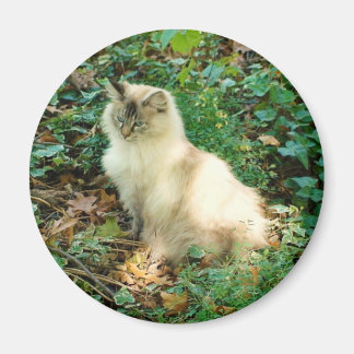 Sitting Pretty Cat Magnet