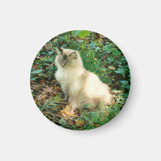 Sitting Pretty Cat Magnet