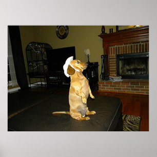 Sitting Pretty Dachshund Poster