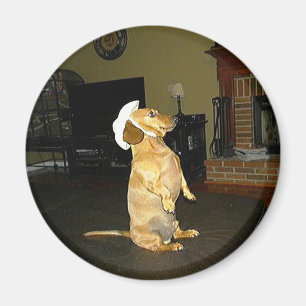 Sitting Pretty or Watching TV Dachshund Magnet