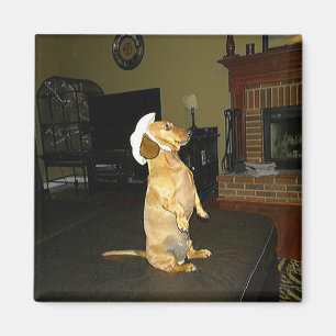 Sitting Pretty or Watching TV Dachshund Magnet