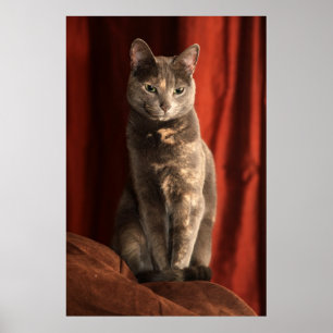 Sitting pretty poster