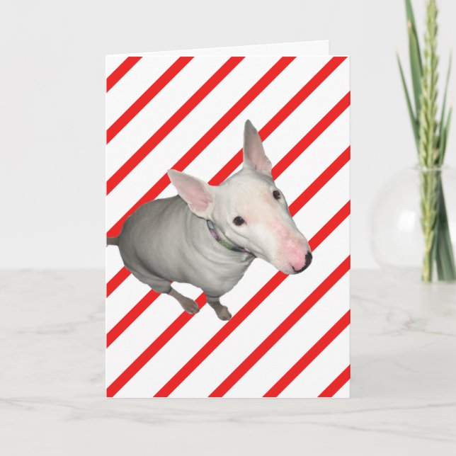 Sitting Pretty/Red and White Stripe-Christmas Card (Front)