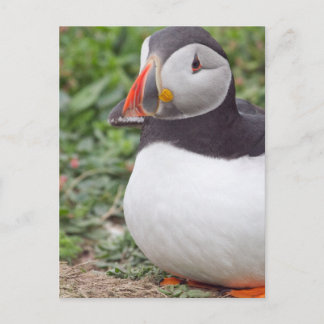 Sitting Puffin on Skomer Island Postcard