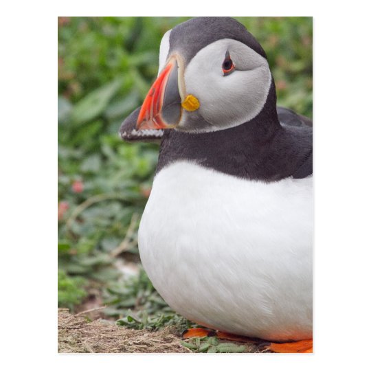 Sitting Puffin on Skomer Island Postcard