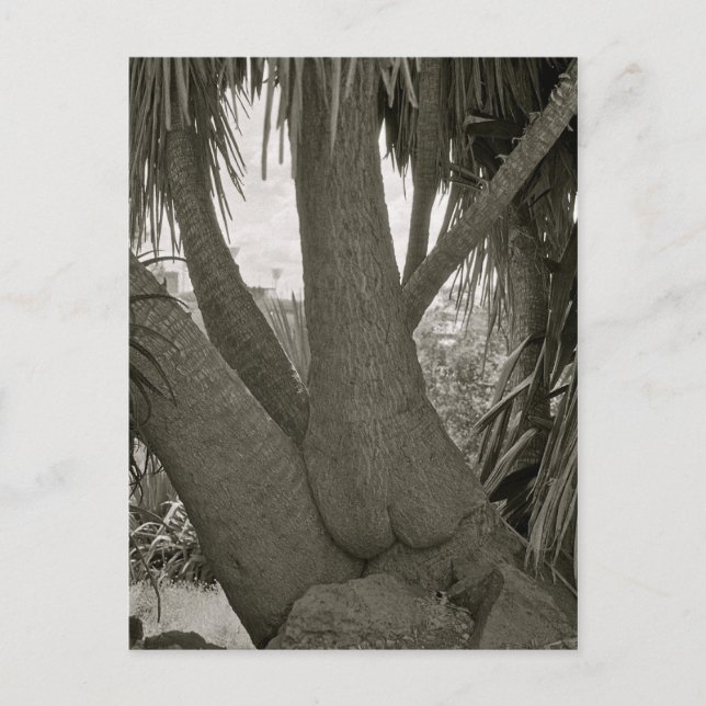 Sitting Tree Postcard (Front)