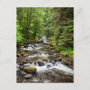 Siuslaw National Forest Sweet Creek Postcard