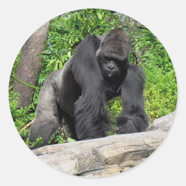 Sivlerback Gorilla Stickers (Front)