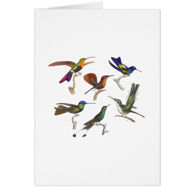 Six Colourful Hummingbirds (Front)