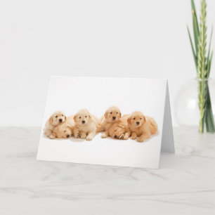 Six Golden Retriever Puppies Card